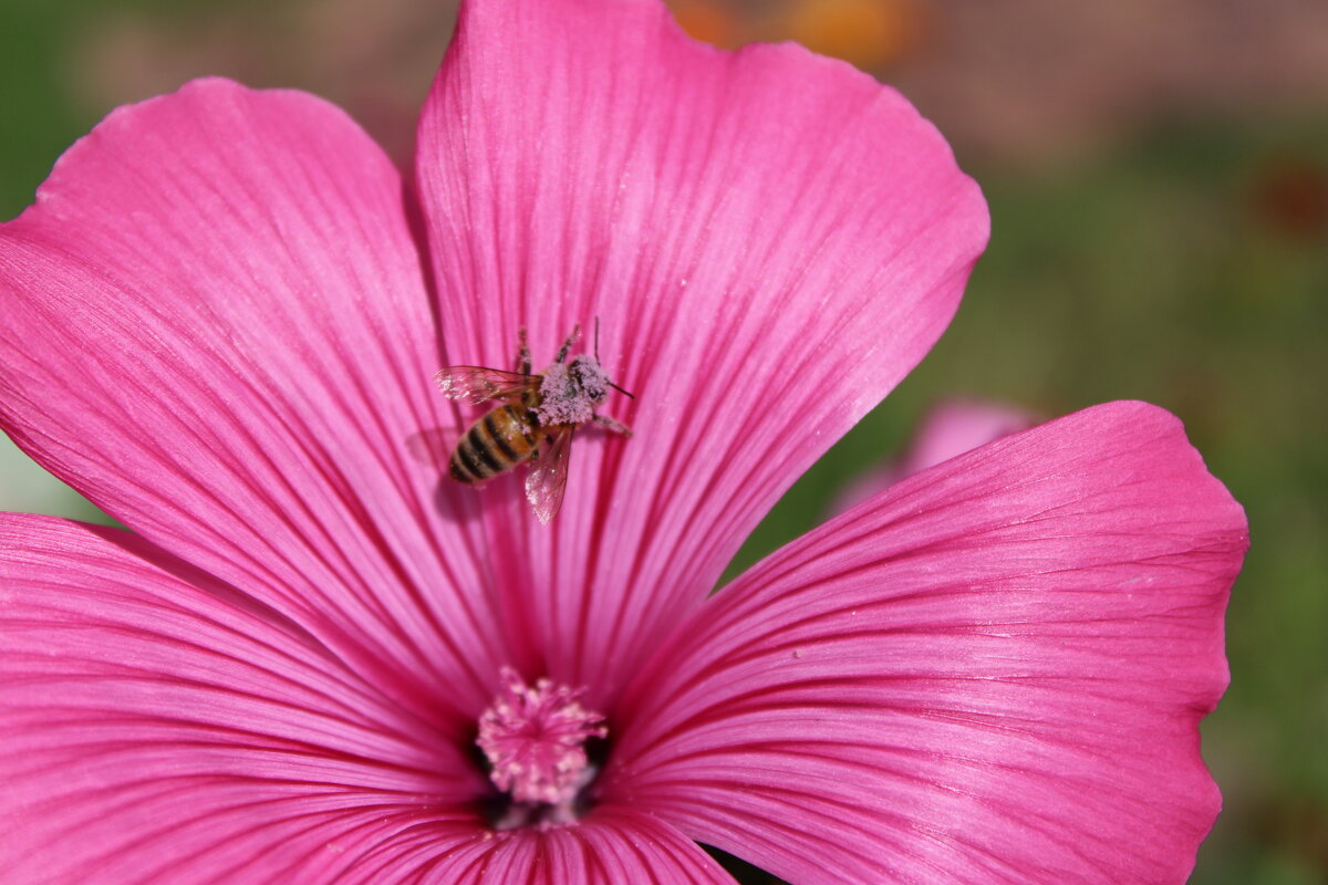 В розовом) - Ирина Лесиканич