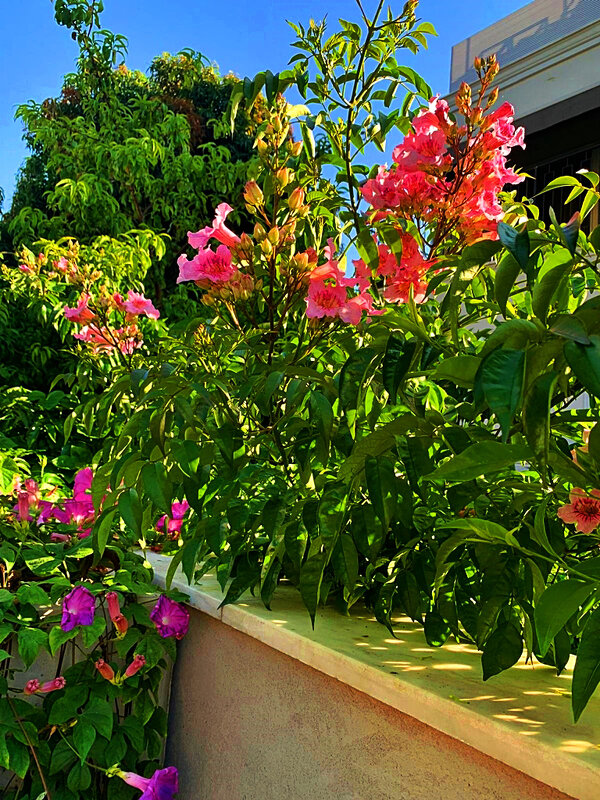 ЛЕТНИЙ ЭТЮД (1) - Анатолий Малобродский ЛЕТНИЙ ЭТЮД (1) - Анатолий Малобродский