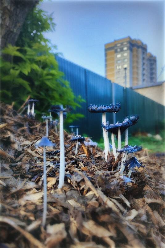 Городские грибы.. - AZ east3