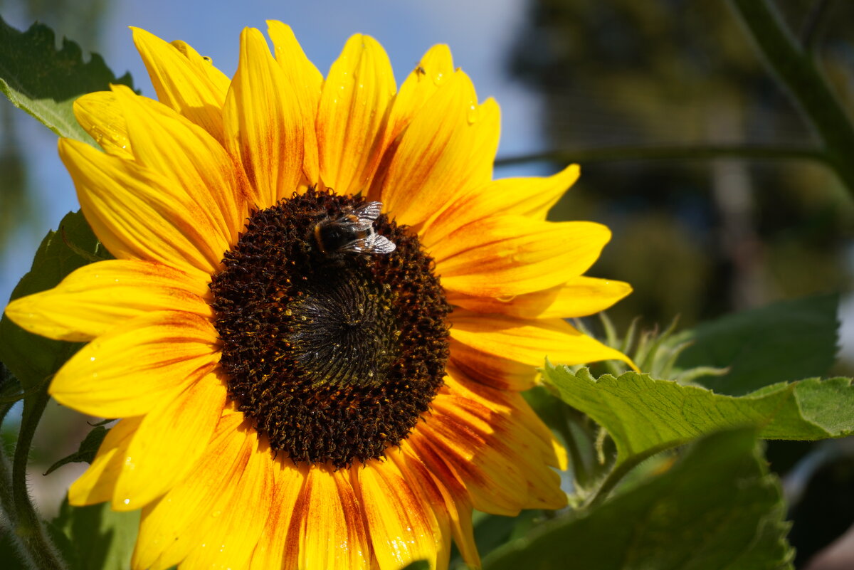 Солнечный цветок - Сергей Ц Солнечный цветок - Сергей Ц