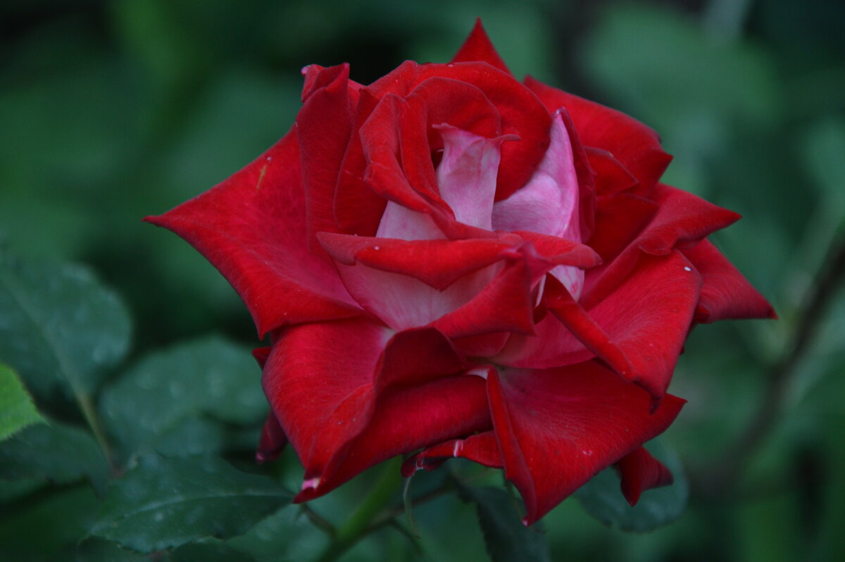 *** - Надежда Куркина 