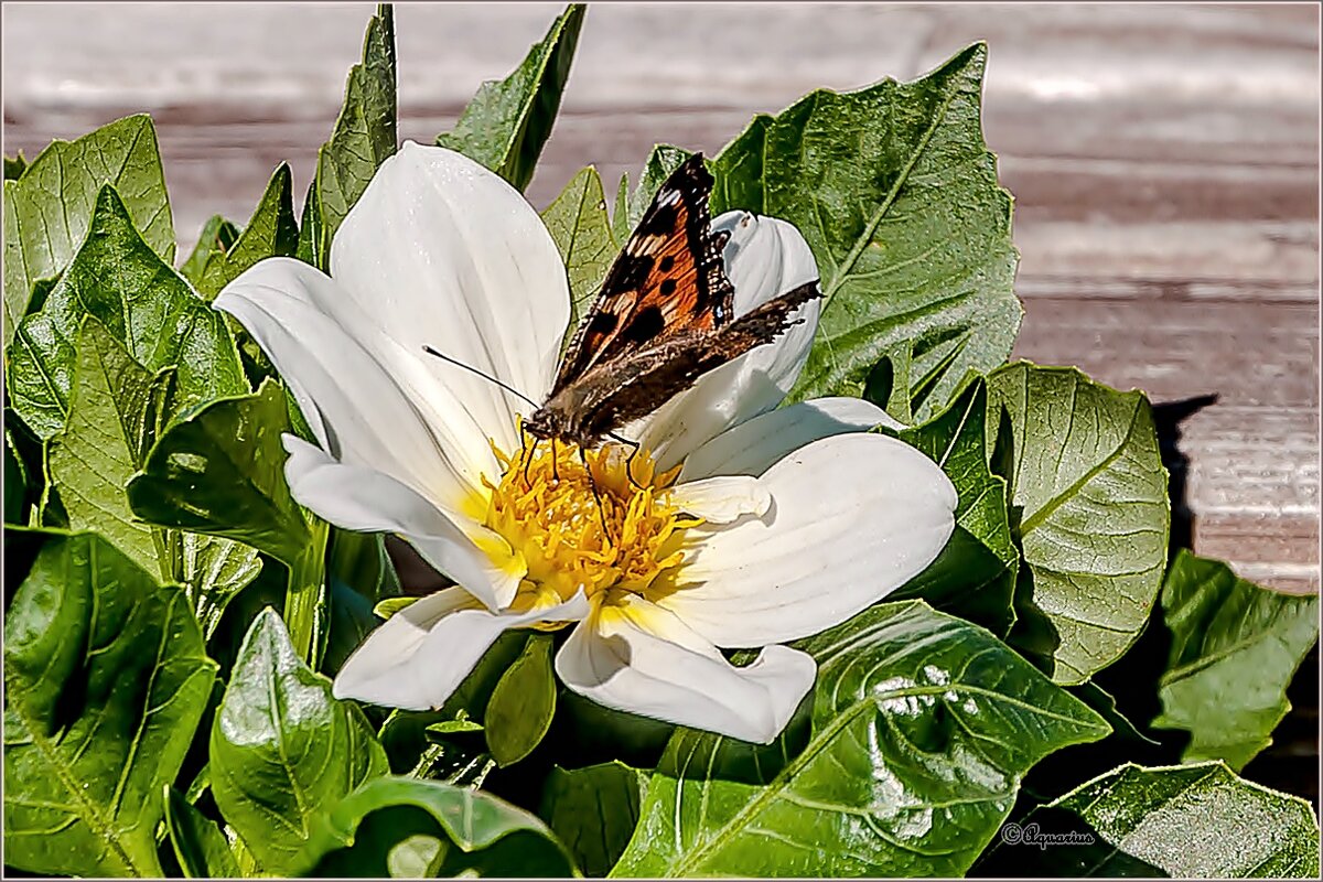 Про июль - Aquarius - Сергей