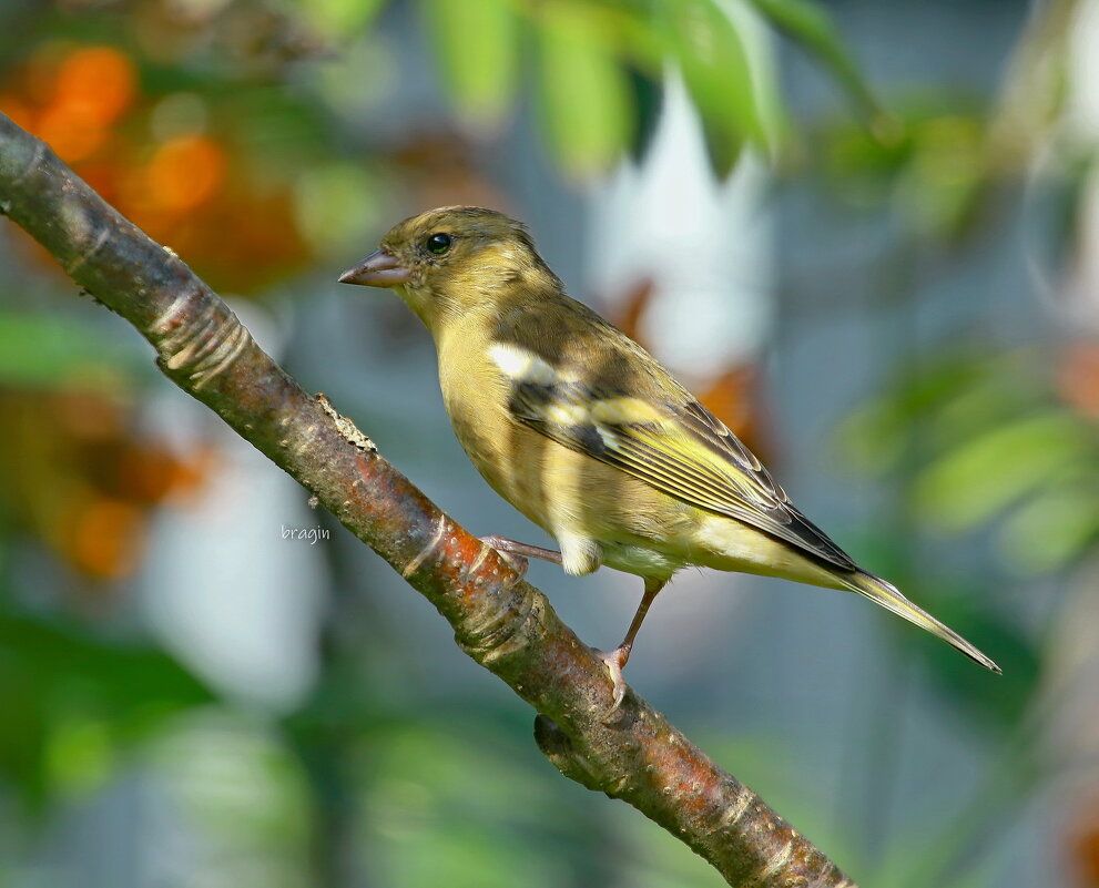 зяблик шагает ( самочка ) - Andrey Bragin 