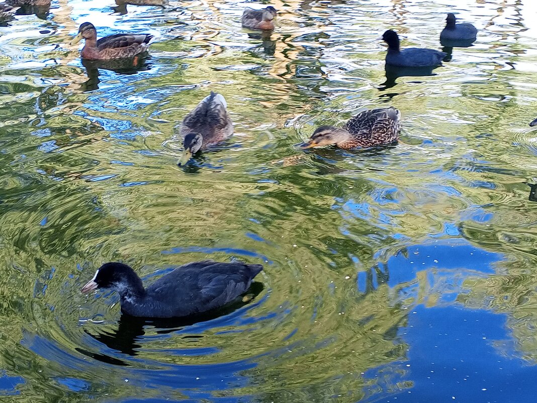 Утки и лысухи - Сапсан 