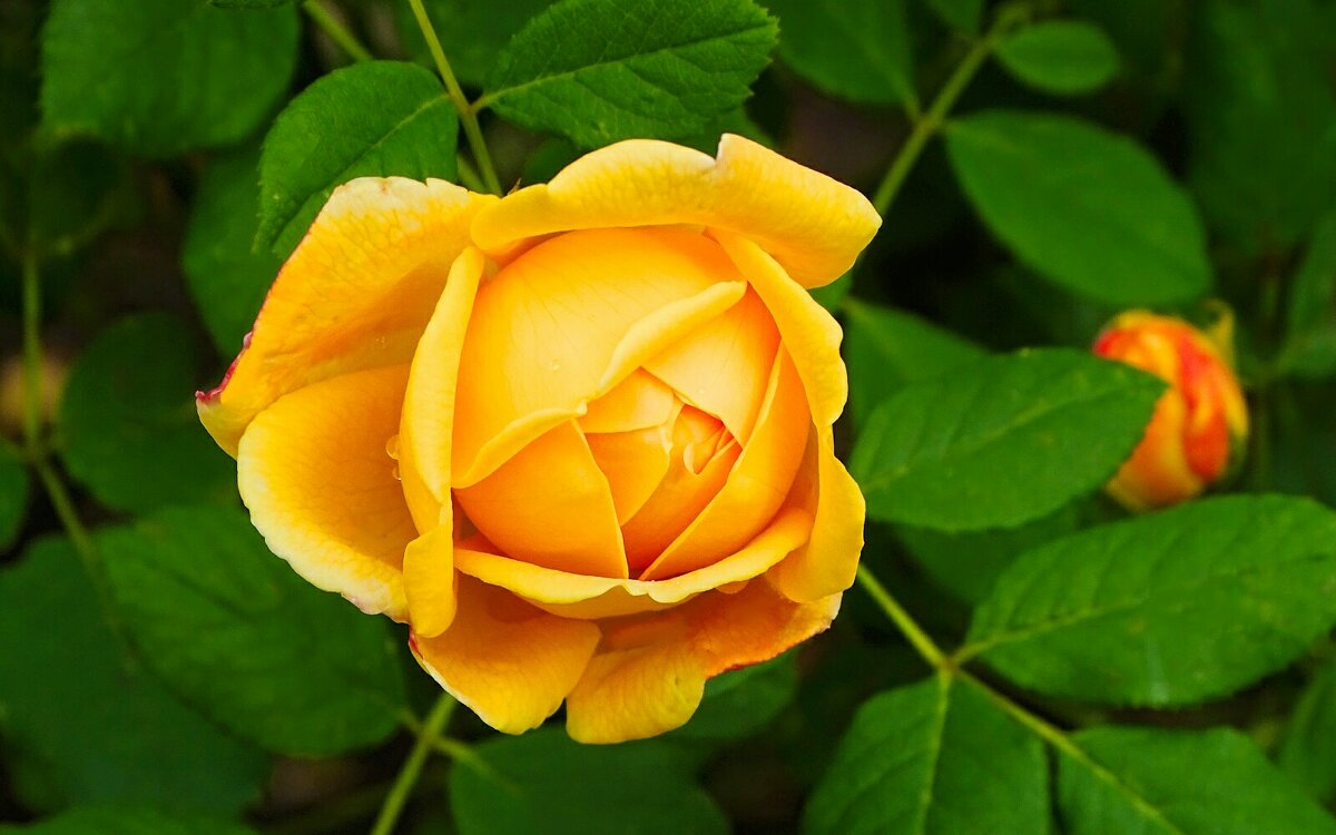 О красоте цветов. - Милешкин Владимир Алексеевич 