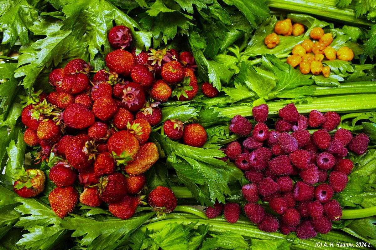 Ягоды на зелёном - Александр Чашин