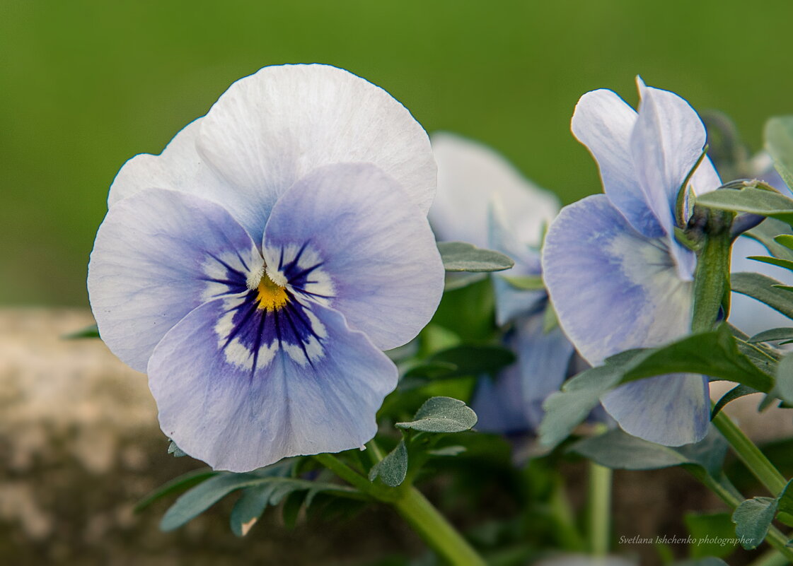 Анютины глазки - Светлана Ищенко