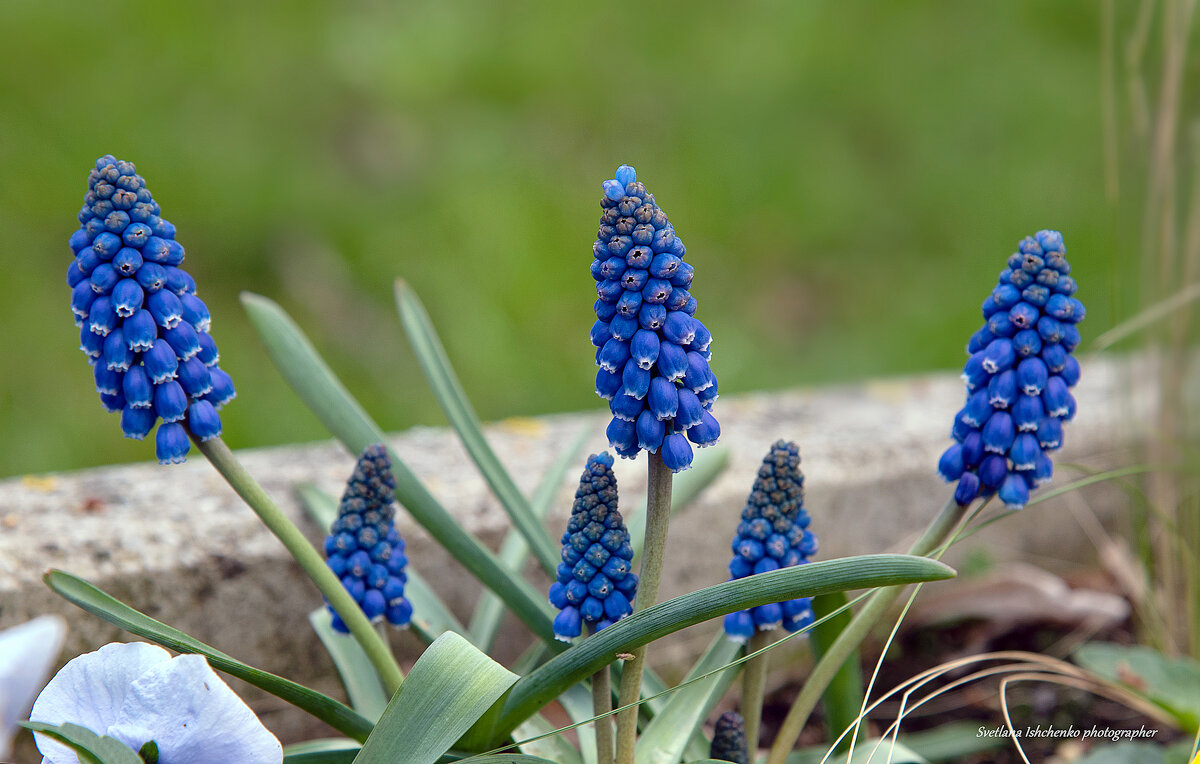 Мускари - Светлана Ищенко