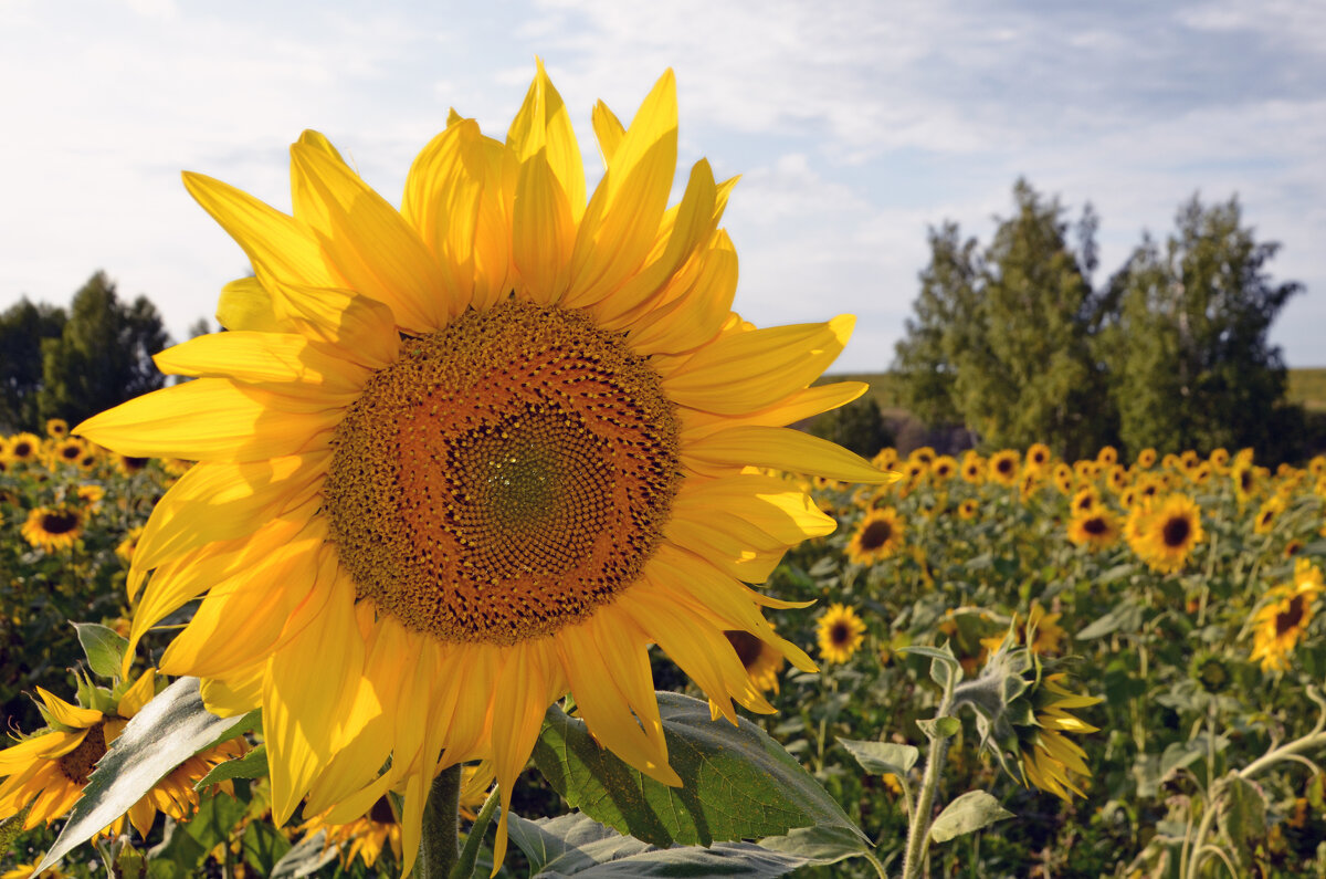 За окнами август - Сергей М За окнами август - Сергей М