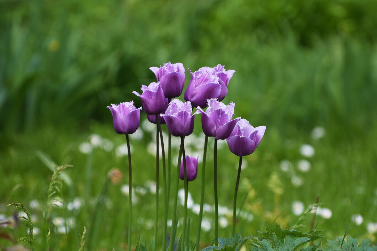 Весна в Ботаническом... Май. - Наташа *****