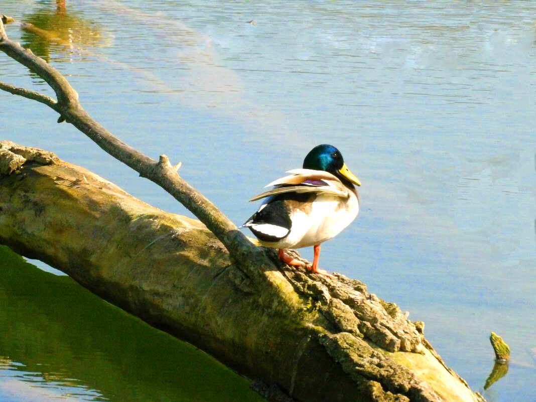 На  завалинке - Валентин Семчишин