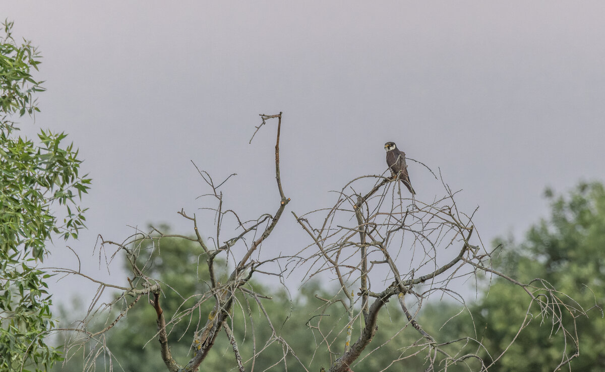 сокол - юрий макаров