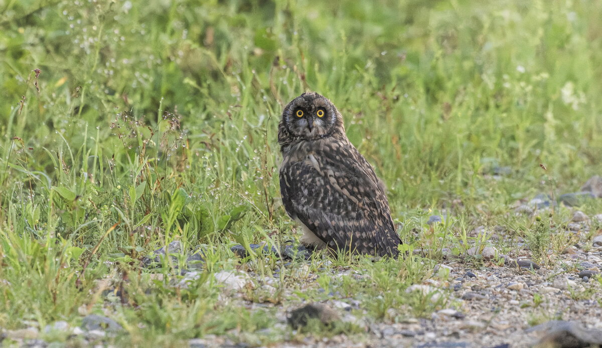 сова болотная - юрий макаров