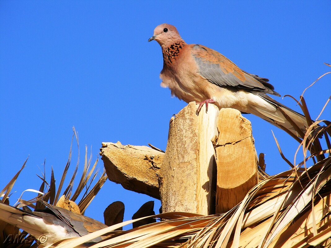 Горлинка - kolyeretka 