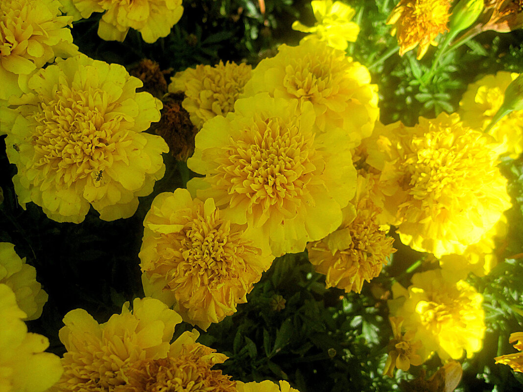 Солнечные - Елена Семигина