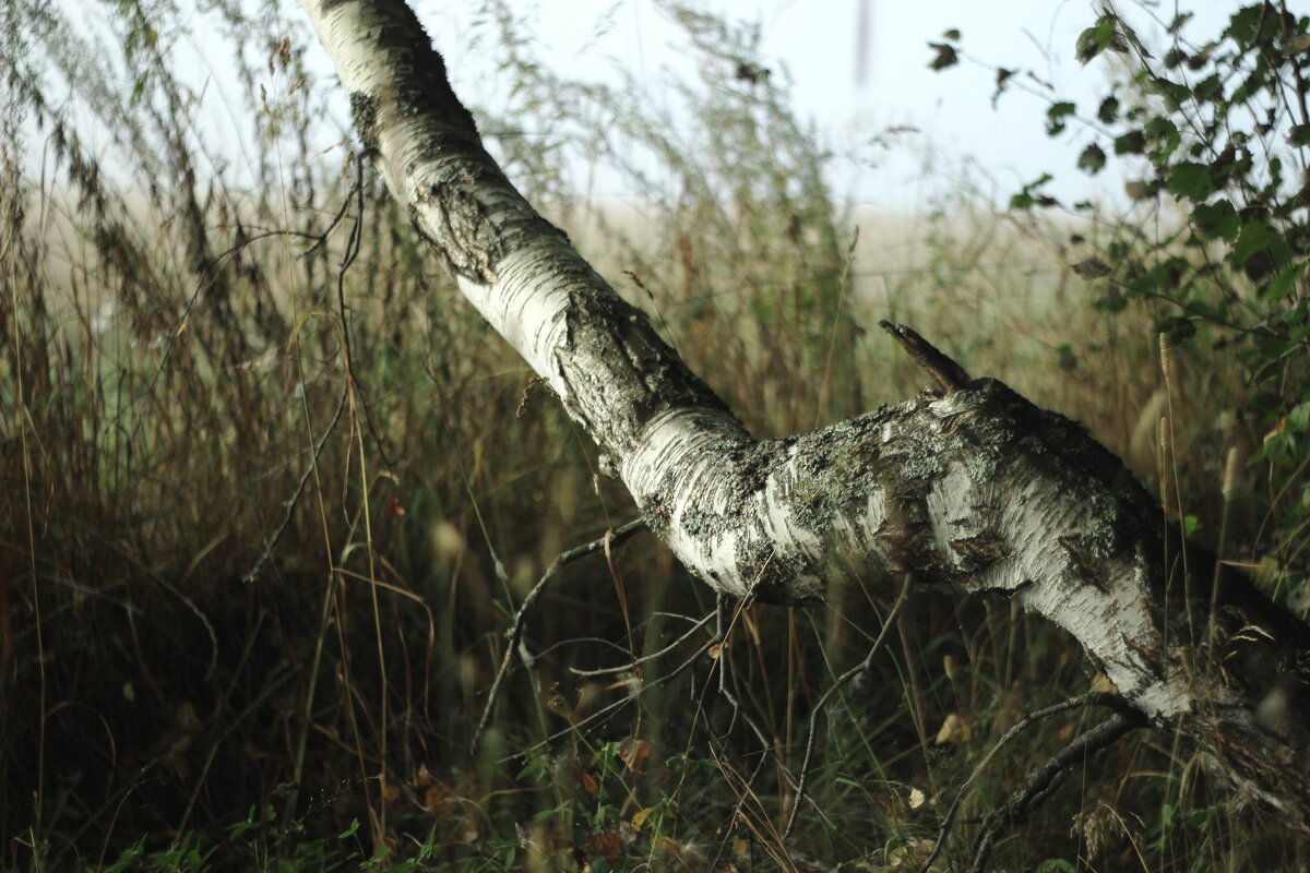 Березка - Валентина 