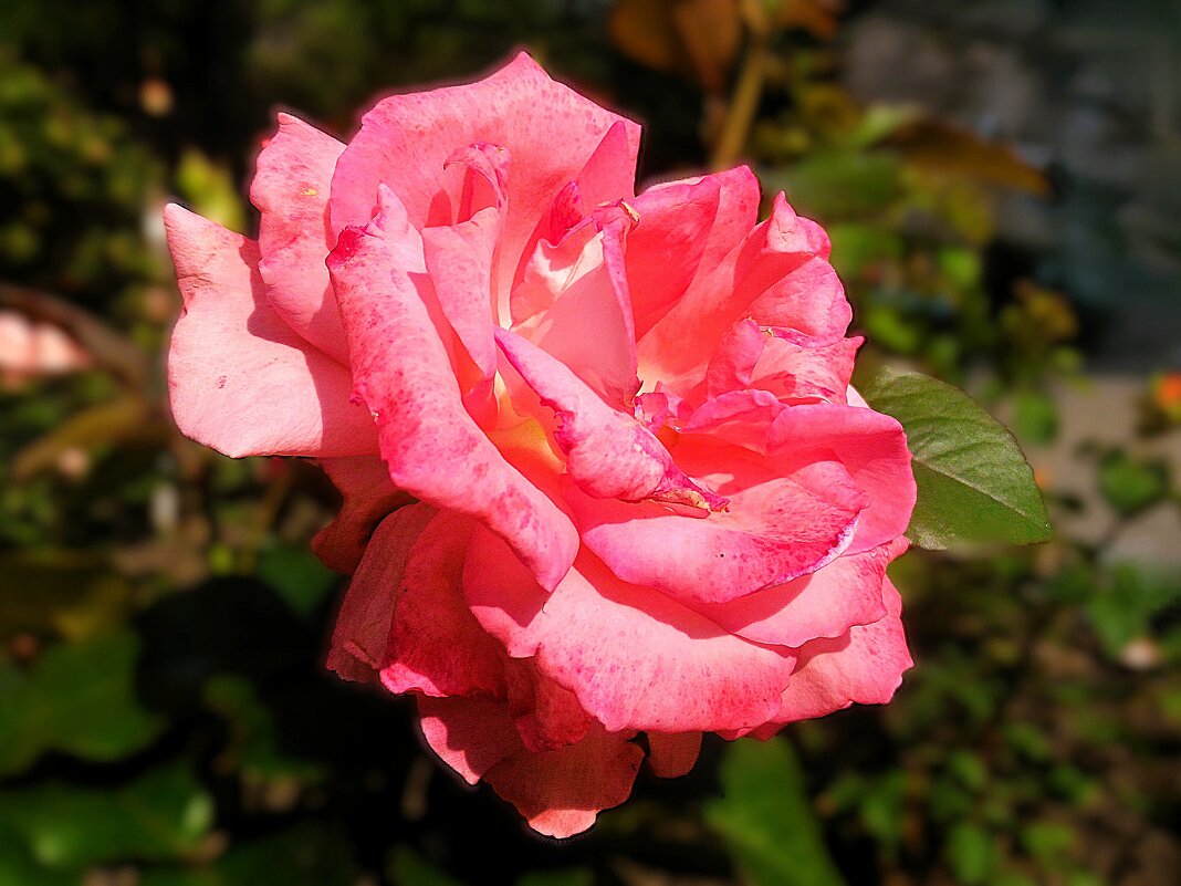 Солнце льётся - Hope Солнце льётся - Hope