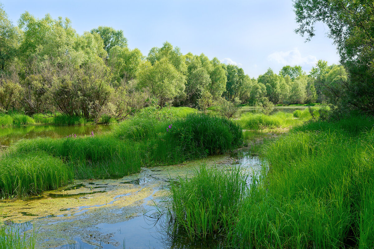 Пойма реки Обь - Дмитрий Конев