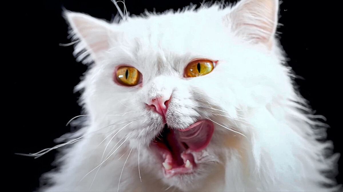 Анатолийская кошка - Aleksey Afonin