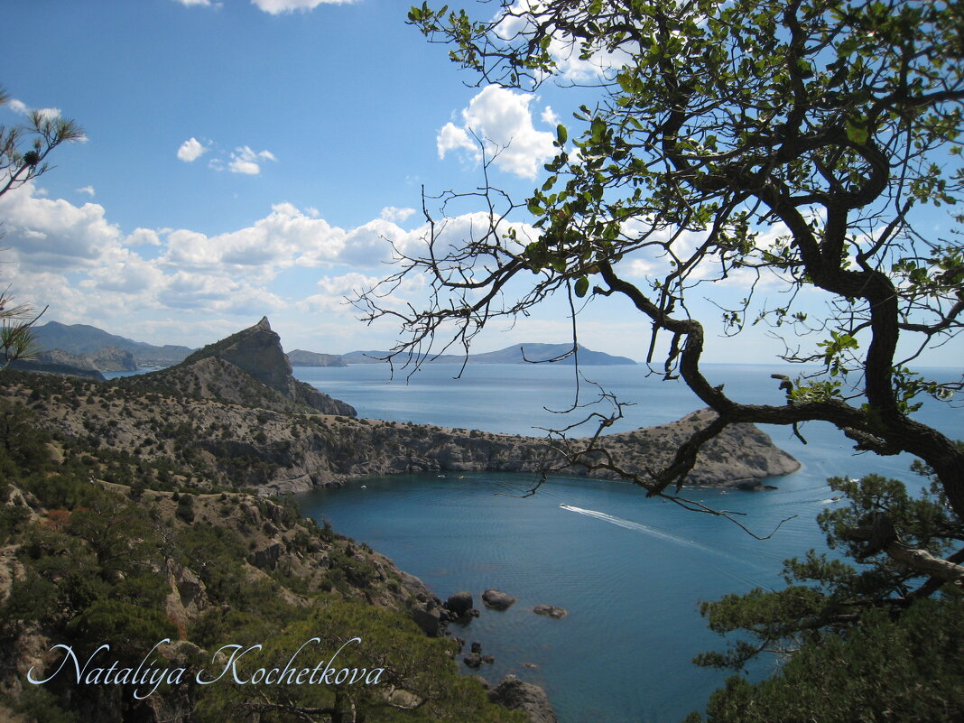 Природа Крыма - Amazing Cosmea