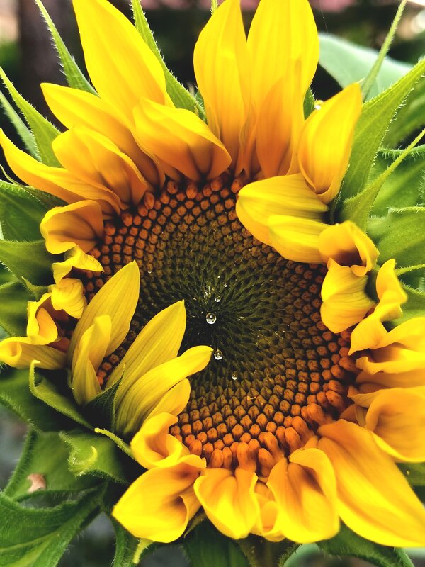 Подсолнух с каплями росы - Любимова Ольга 