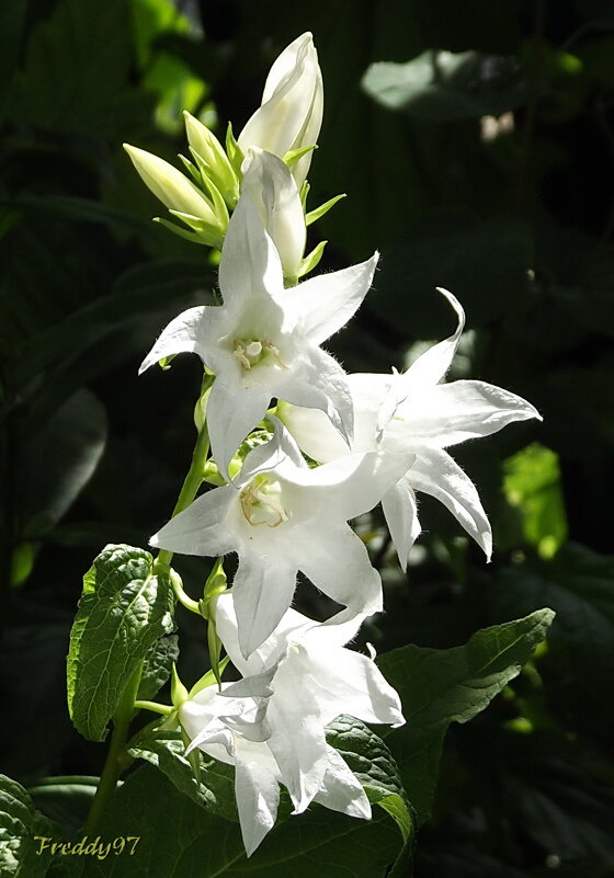 Колокольчики - Freddy 97