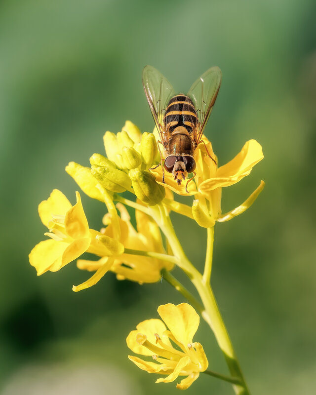 Журчалка - Владимир Колесников