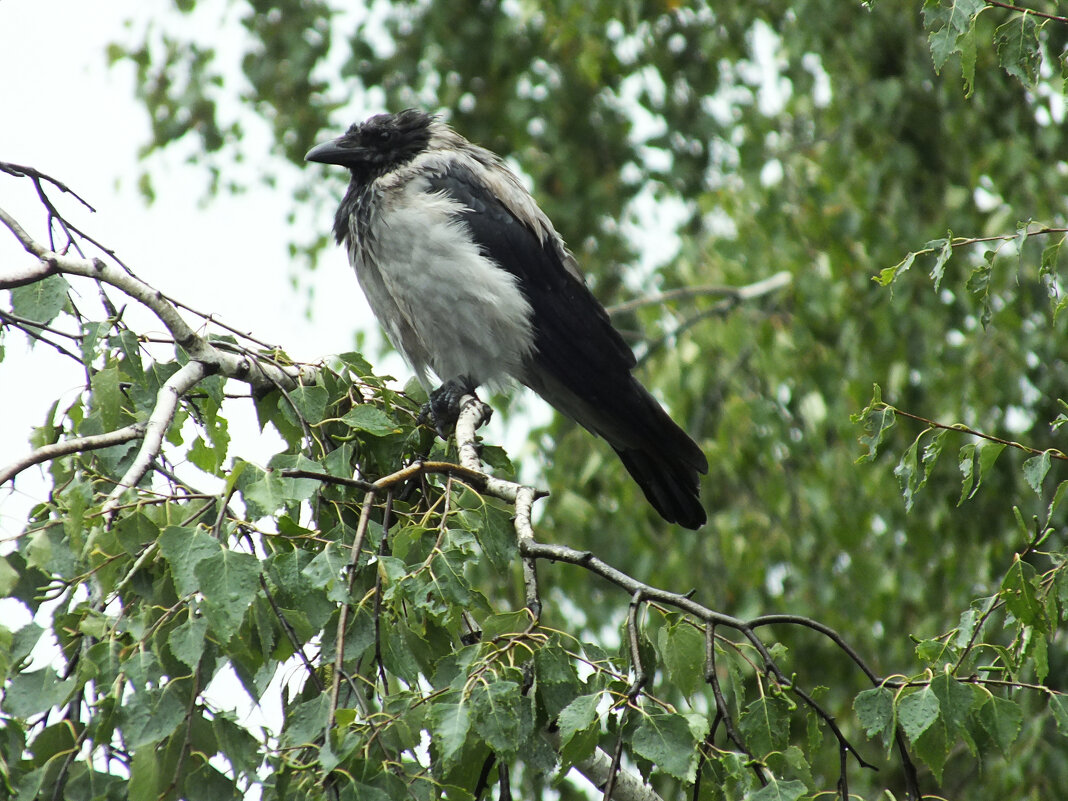 *** - Сергей Сергеев