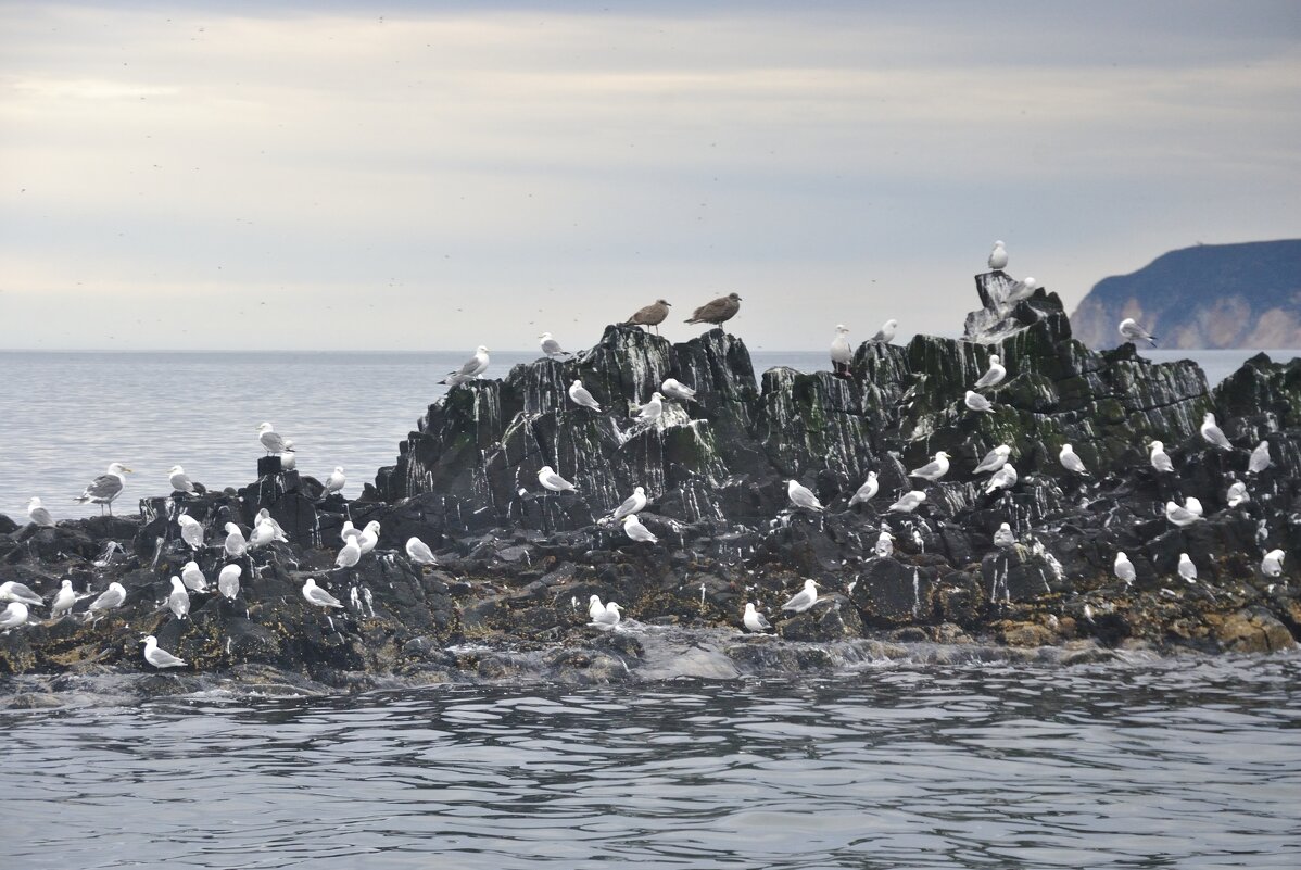 островок - Марина Виноградова