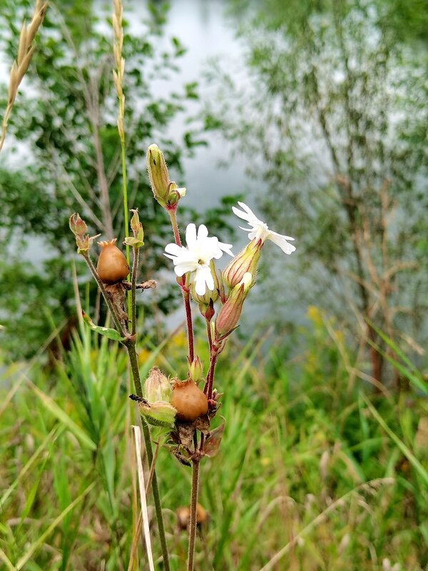 У озера - Любимова Ольга 