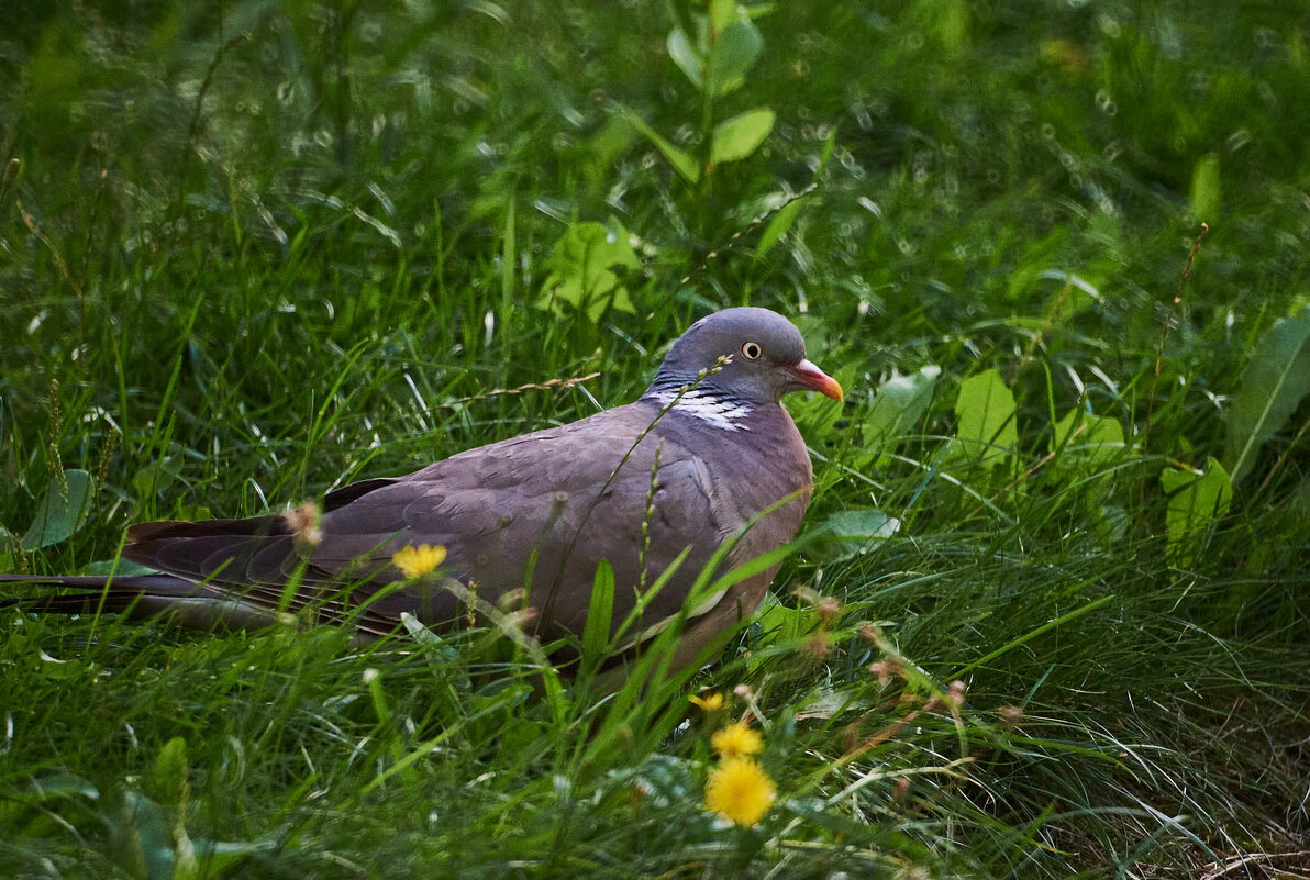 Вяхрь - Александр Леонов