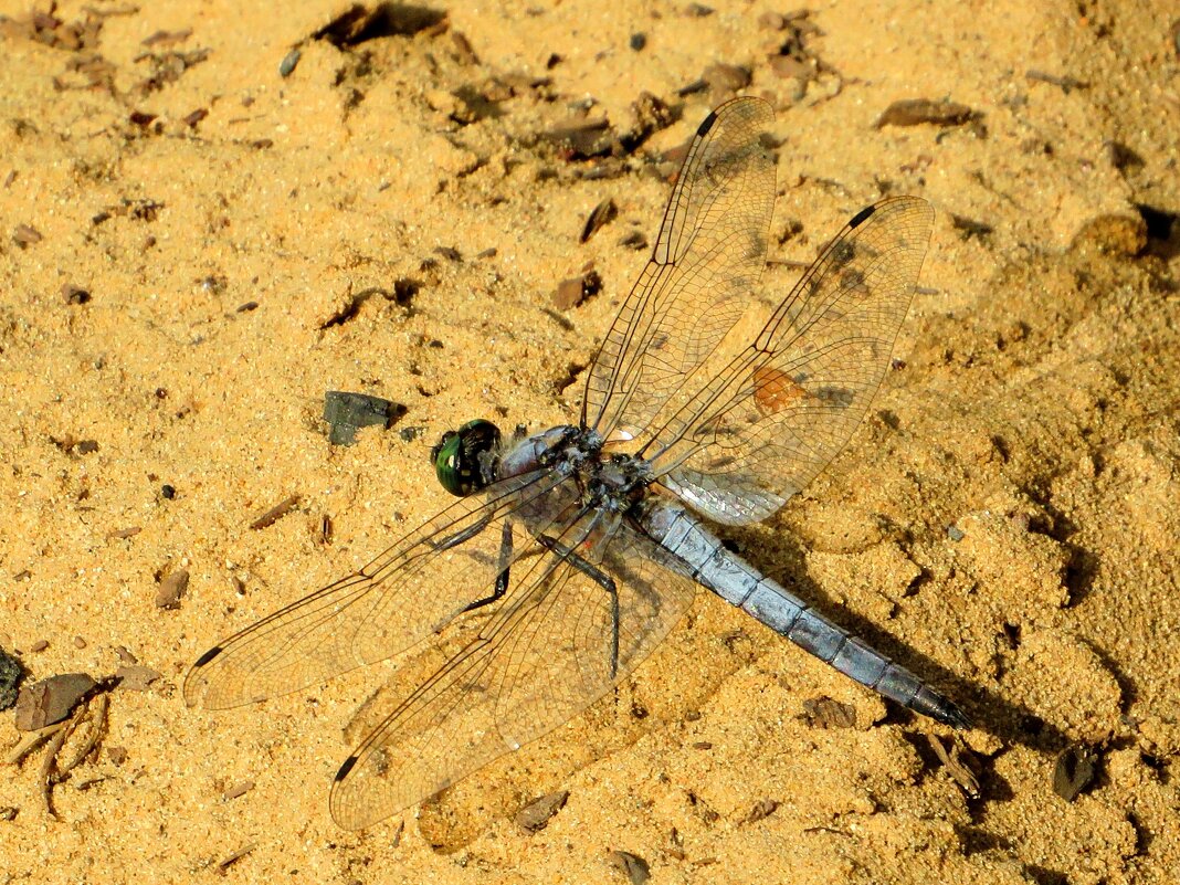 Греется на песке - Андрей Снегерёв