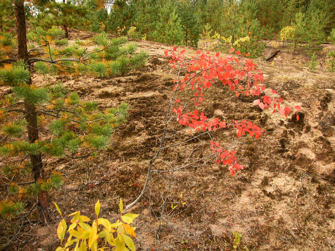 Мимо не пройдешь! - Наталья Лунева 