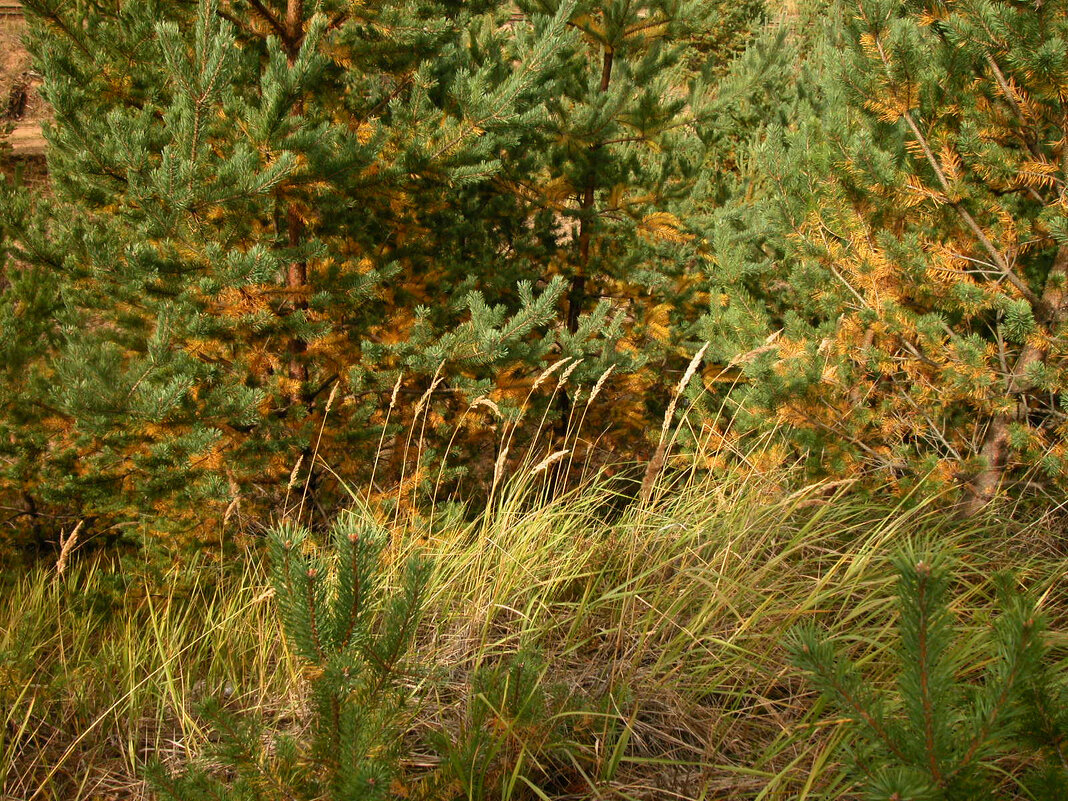 Намек на сентябрь. - Наталья Лунева 