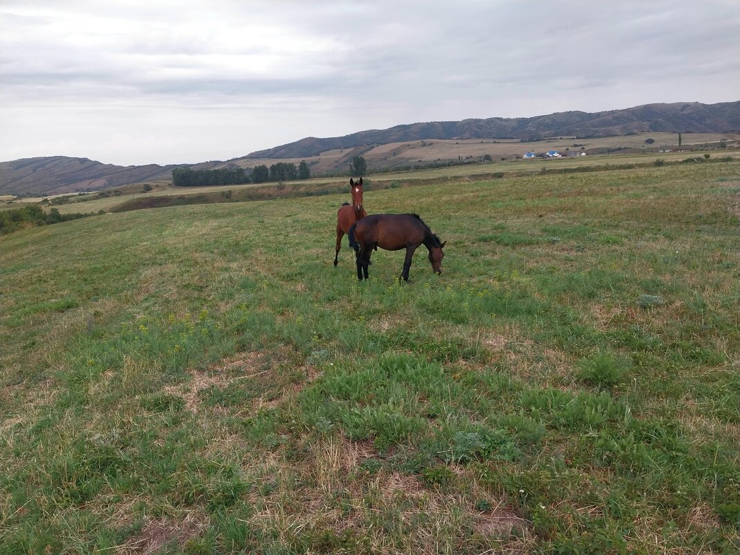 Talgar. - Murat Bukaev 