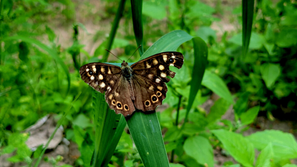 бабочки августа  1 - Александр Прокудин