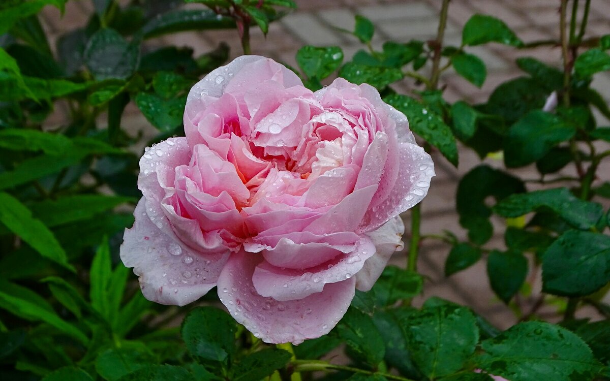 Роза под дождём - Милешкин Владимир Алексеевич Роза под дождём - Милешкин Владимир Алексеевич