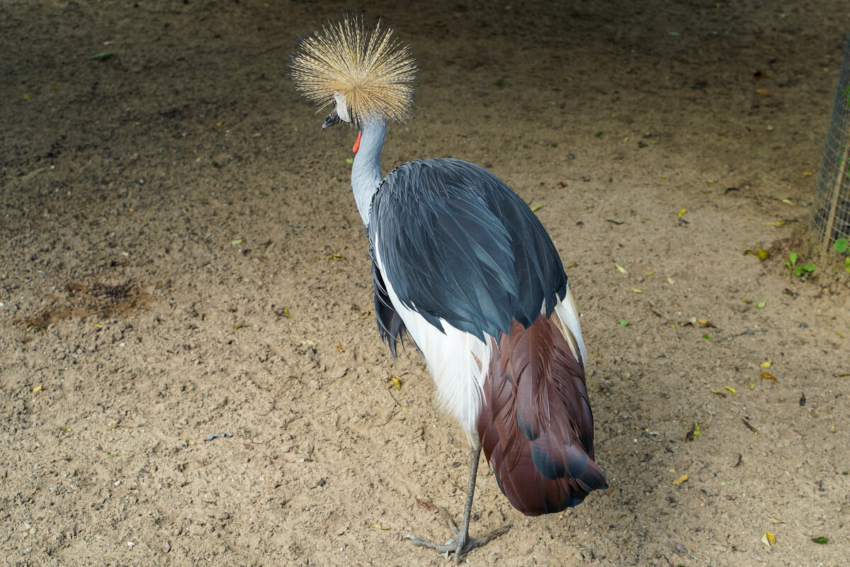 ГРАЦИЯ - Сергей Янович Микк