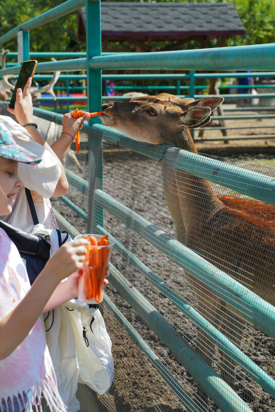ВИТАМИНЫ_ДЕШЕВО - Сергей Янович Микк