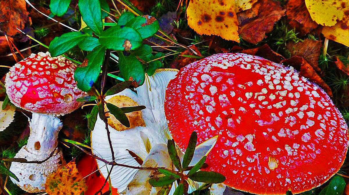 Осень...Еще растут мухоморы! - Владимир 