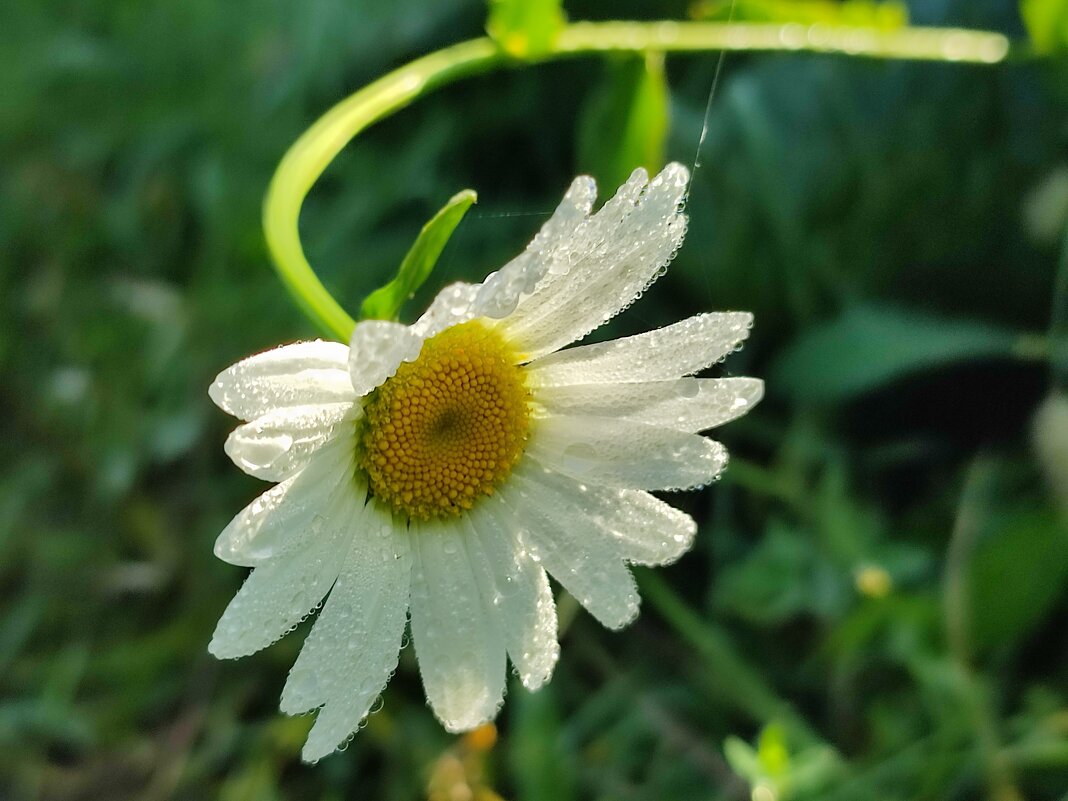В росе - Валентина Богатко 