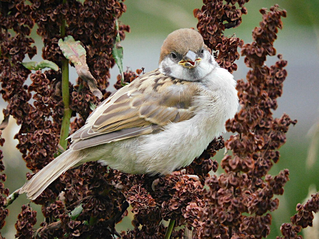 Желторотик на конском щавеле - Лина 