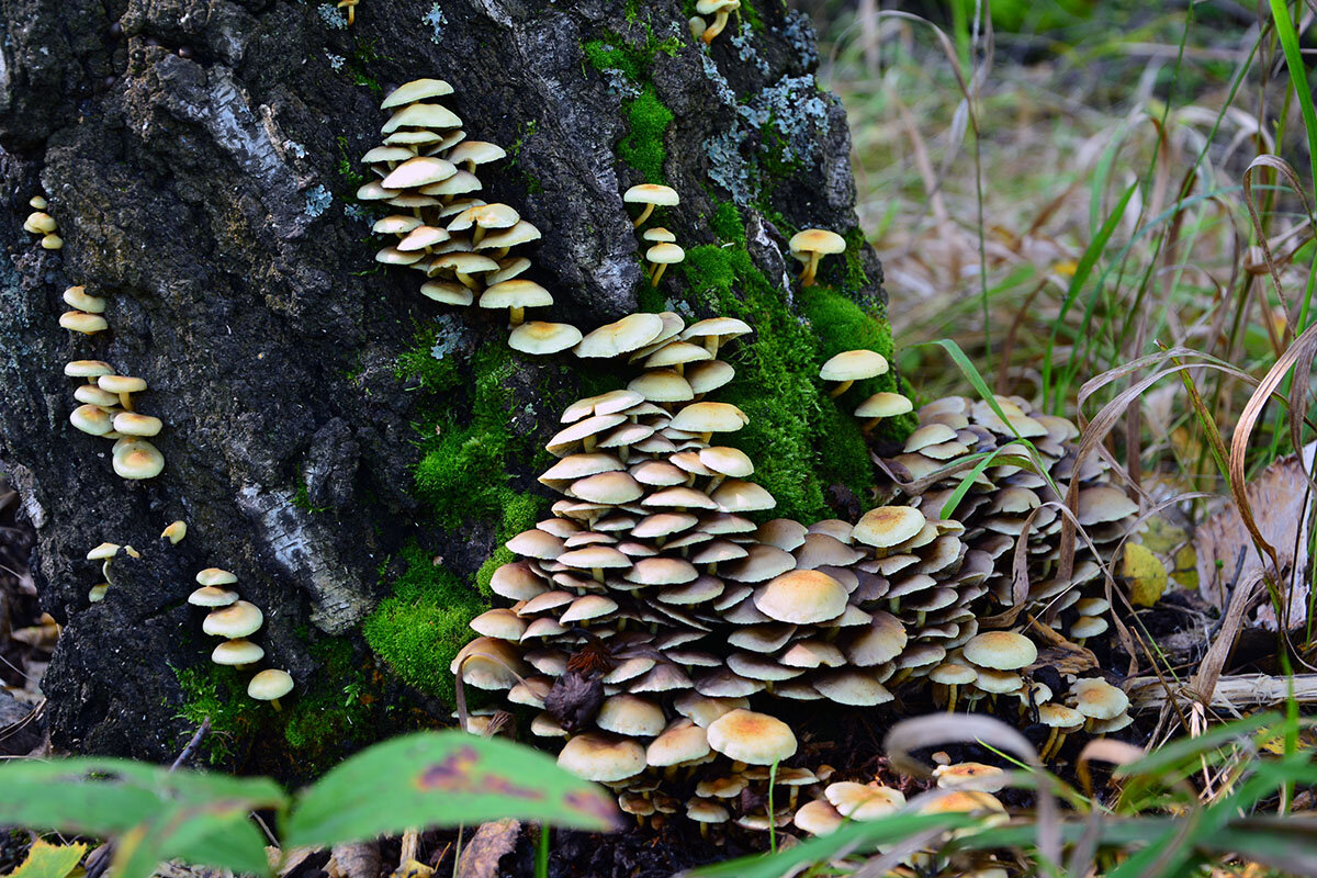 Ложноопёнок  серно - жёлтый - Геннадий Супрун