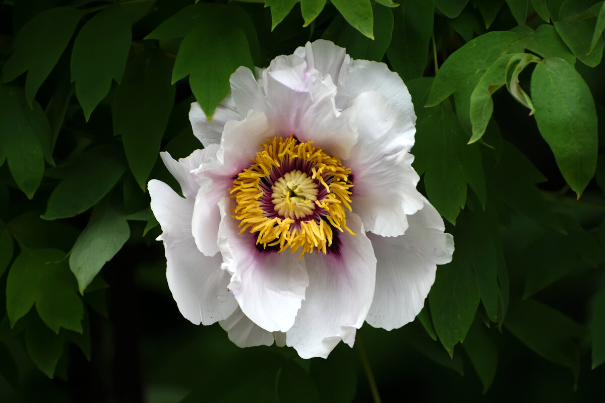 Весна в Ботаническом... Май. - Наташа *****