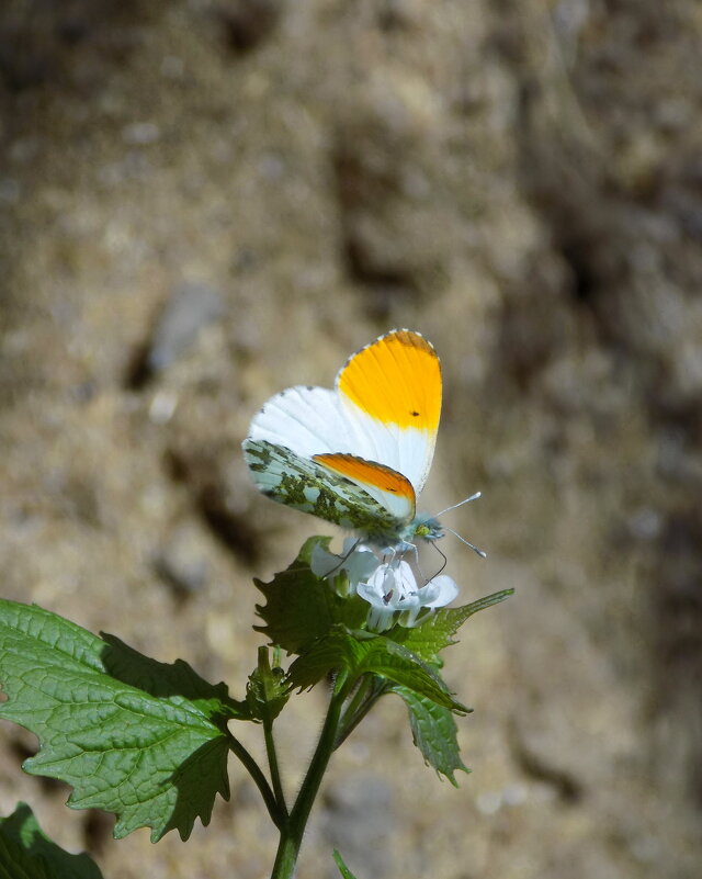 В апрельском лесу... - Константин Штарк