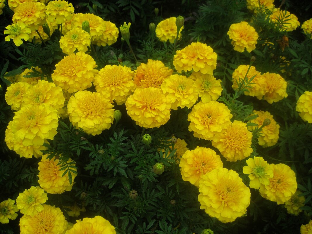 Солнышки - Елена Семигина