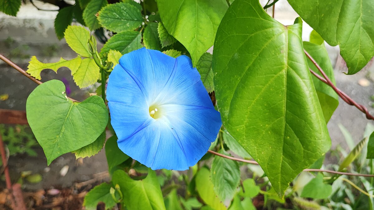 ,,, - Сергей Тимоновский