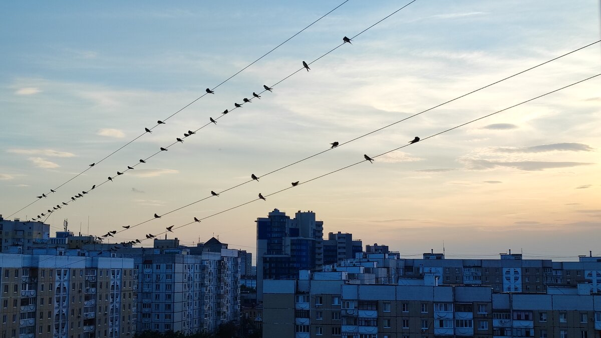 Стрижы готовятся улетать на юг... - Сергей Тимоновский