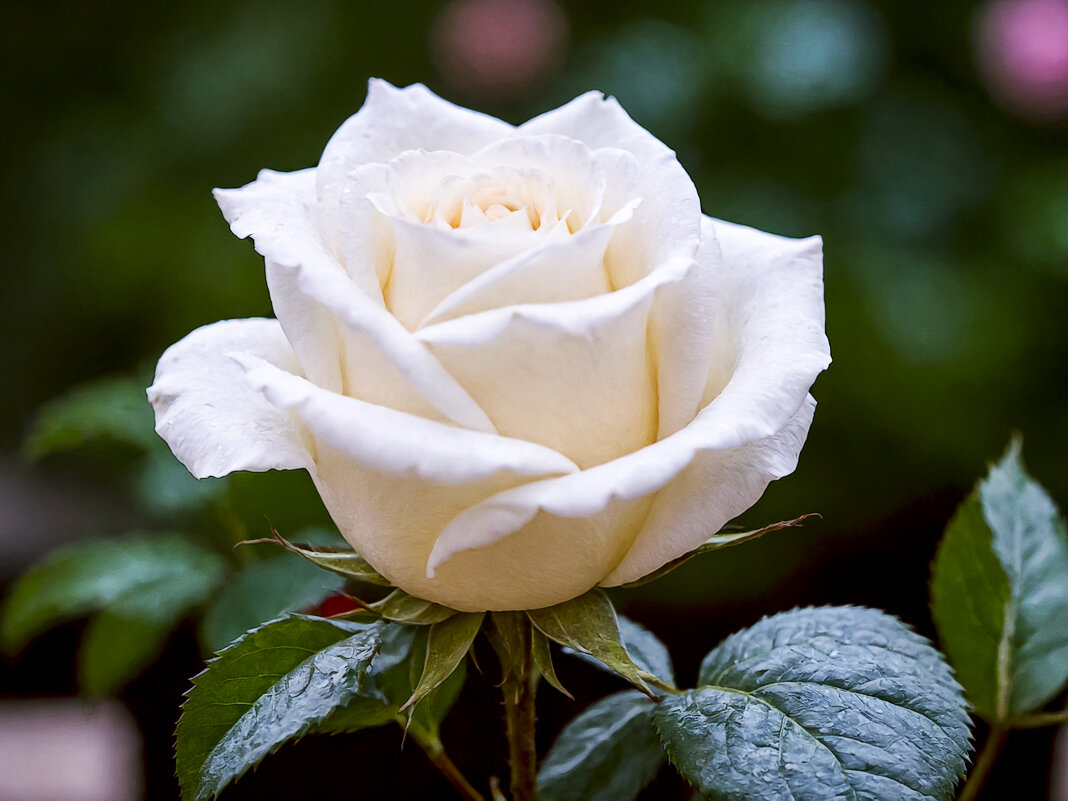 Белая роза - Aleksey Afonin