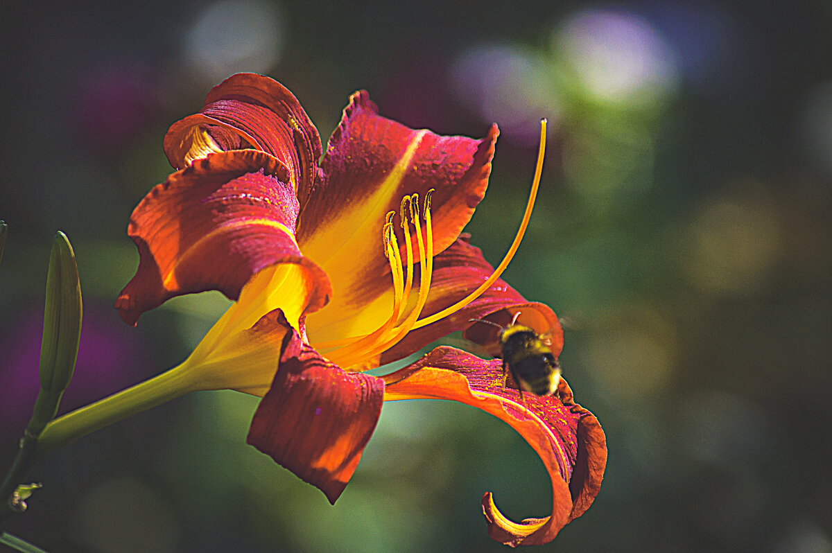 Лилия - Владимир Кроливец